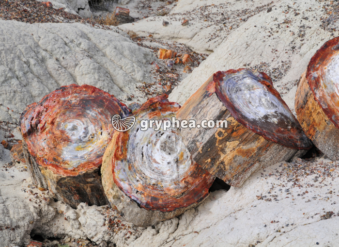 Tronc d'Araucaria pétrifiés (Forêt pétrifiée, Arizona, USA) - gryphea.org